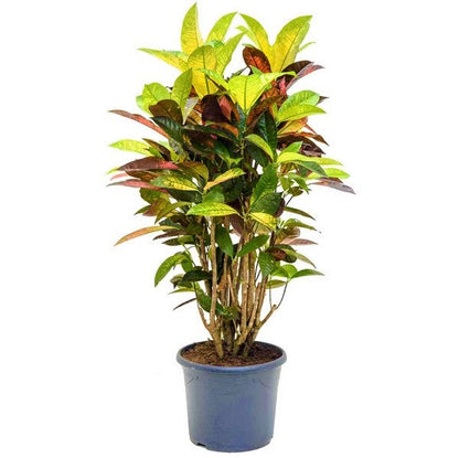 Codiaeum Iceton, Codiaeum Variegatum, Croton - www.FOP.ae Buy online Best and Healthy Plants and quality products guarantee in Dubai Plants Shop in Dubai Abu Dhabi all over UAE Plants near me Fresh Plants in Dubai where to buy plants in UAE - FOP.ae