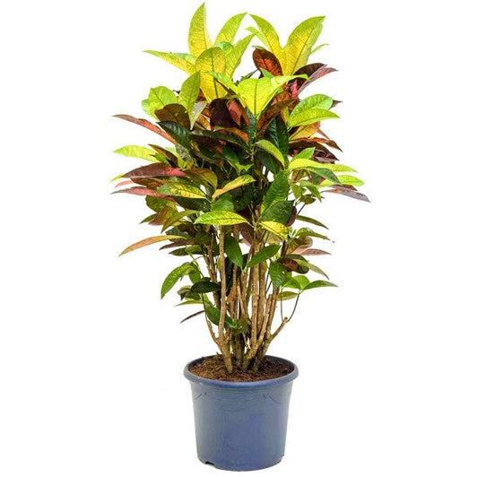Codiaeum Iceton, Codiaeum Variegatum, Croton - www.FOP.ae Buy online Best and Healthy Plants and quality products guarantee in Dubai Plants Shop in Dubai Abu Dhabi all over UAE Plants near me Fresh Plants in Dubai where to buy plants in UAE - FOP.ae
