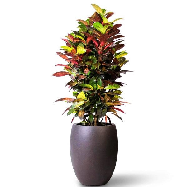 Codiaeum Iceton, Codiaeum Variegatum, Croton - www.FOP.ae Buy online Best and Healthy Plants and quality products guarantee in Dubai Plants Shop in Dubai Abu Dhabi all over UAE Plants near me Fresh Plants in Dubai where to buy plants in UAE - FOP.ae
