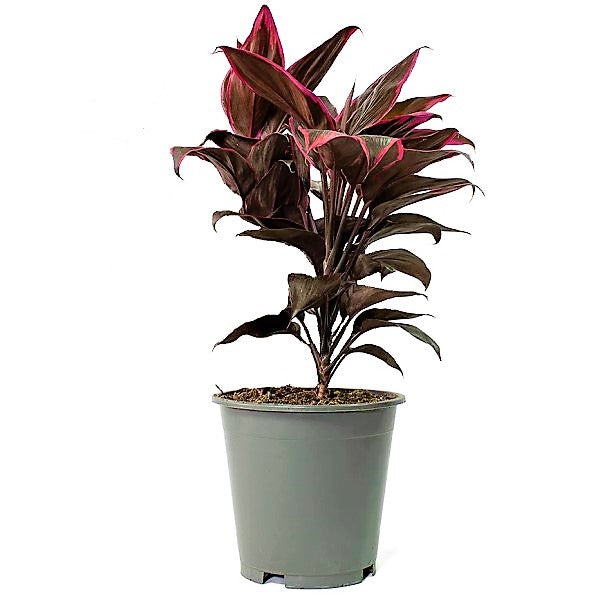 Cordyline Fruticosa Mambo, Hawaiian Ti Plant, Good luck plant - www.FOP.ae Buy online Best and Healthy Plants and quality products guarantee in Dubai Plants Shop in Dubai Abu Dhabi all over UAE Plants near me Fresh Plants in Dubai where to buy plants in UAE - FOP.ae