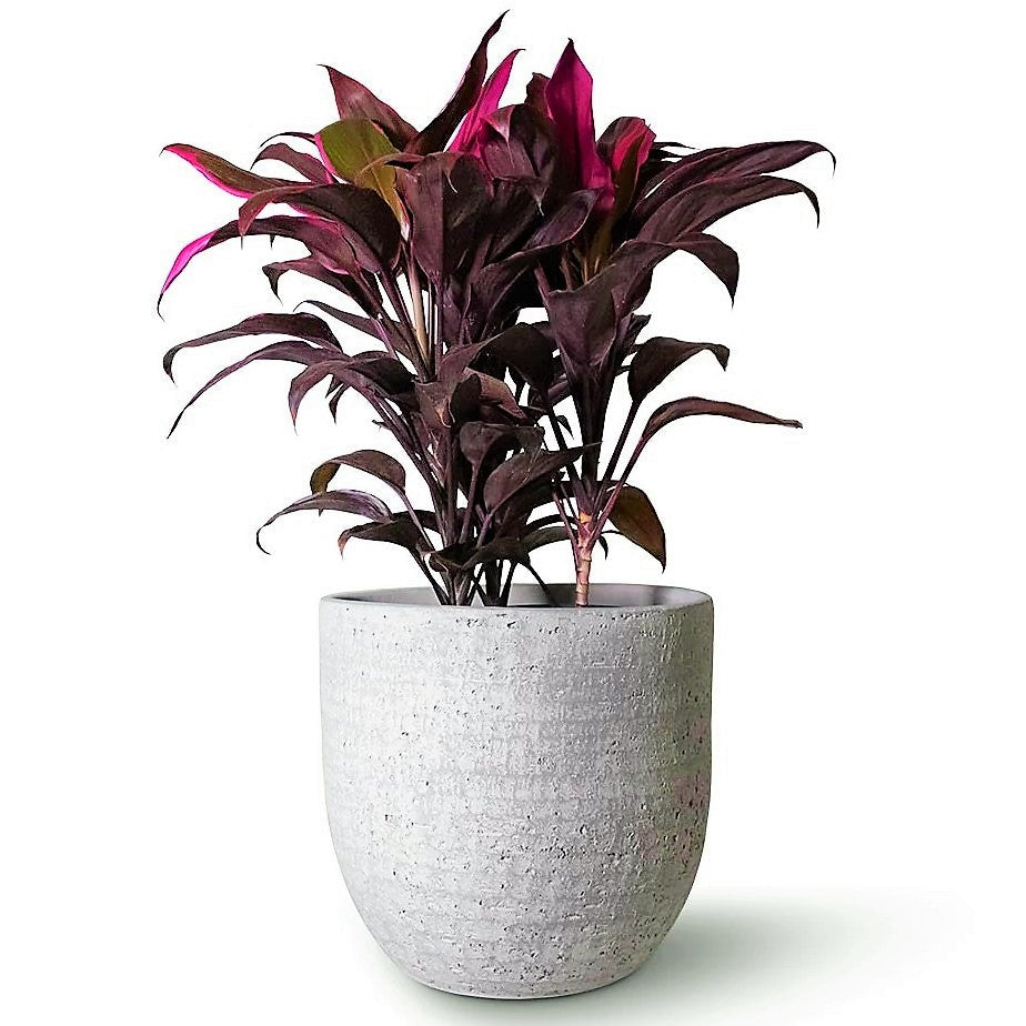 Cordyline Fruticosa Mambo, Hawaiian Ti Plant, Good luck plant - www.FOP.ae Buy online Best and Healthy Plants and quality products guarantee in Dubai Plants Shop in Dubai Abu Dhabi all over UAE Plants near me Fresh Plants in Dubai where to buy plants in UAE - FOP.ae