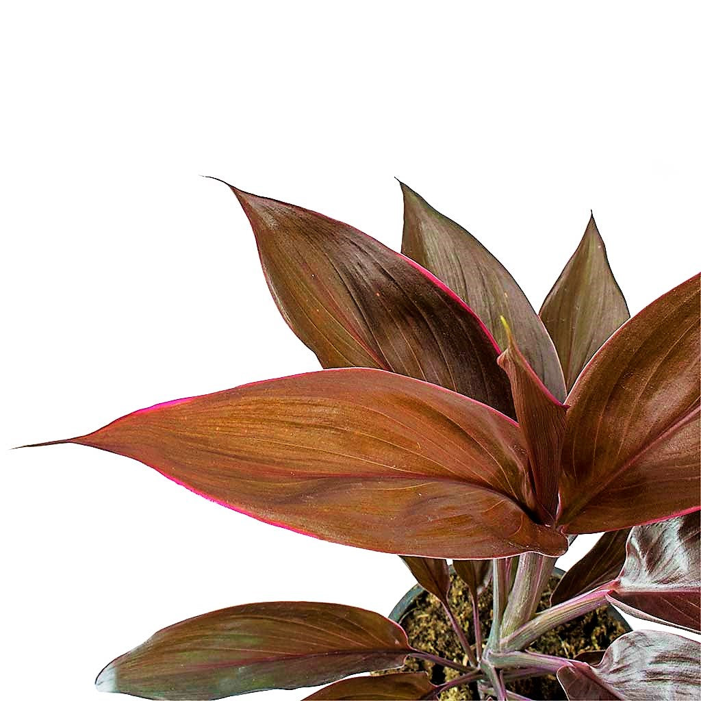Cordyline Fruticosa Mambo, Hawaiian Ti Plant, Good luck plant - www.FOP.ae Buy online Best and Healthy Plants and quality products guarantee in Dubai Plants Shop in Dubai Abu Dhabi all over UAE Plants near me Fresh Plants in Dubai where to buy plants in UAE - FOP.ae