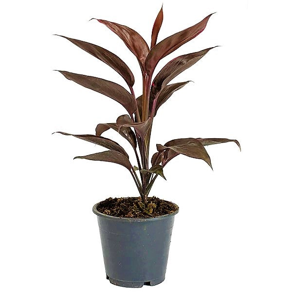 Cordyline Fruticosa Mambo, Hawaiian Ti Plant, Good luck plant - www.FOP.ae Buy online Best and Healthy Plants and quality products guarantee in Dubai Plants Shop in Dubai Abu Dhabi all over UAE Plants near me Fresh Plants in Dubai where to buy plants in UAE - FOP.ae