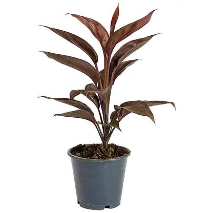 Cordyline Fruticosa Mambo, Hawaiian Ti Plant, Good luck plant - www.FOP.ae Buy online Best and Healthy Plants and quality products guarantee in Dubai Plants Shop in Dubai Abu Dhabi all over UAE Plants near me Fresh Plants in Dubai where to buy plants in UAE - FOP.ae