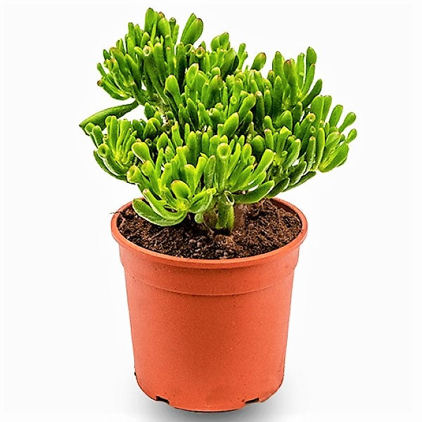 Crassula Ovata, Hobbit - www.FOP.ae Buy online Best and Healthy Plants and quality products guarantee in Dubai Plants Shop in Dubai Abu Dhabi all over UAE Plants near me Fresh Plants in Dubai where to buy plants in UAE - FOP.ae
