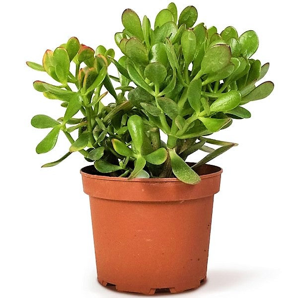 Money Tree, Crassula ovata, Dollar Plant, Jade Plant, Jade Tree - www.FOP.ae Buy online Best and Healthy Plants and quality products guarantee in Dubai Plants Shop in Dubai Abu Dhabi all over UAE Plants near me Fresh Plants in Dubai where to buy plants in UAE - FOP.ae