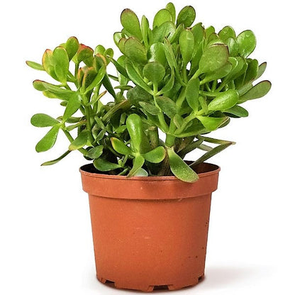 Money Tree, Crassula ovata, Dollar Plant, Jade Plant, Jade Tree - www.FOP.ae Buy online Best and Healthy Plants and quality products guarantee in Dubai Plants Shop in Dubai Abu Dhabi all over UAE Plants near me Fresh Plants in Dubai where to buy plants in UAE - FOP.ae