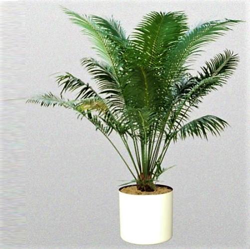 Cycas Circinalis, Queen Sago - www.FOP.ae Buy online Best and Healthy Plants and quality products guarantee in Dubai Plants Shop in Dubai Abu Dhabi all over UAE Plants near me Fresh Plants in Dubai where to buy plants in UAE - FOP.ae