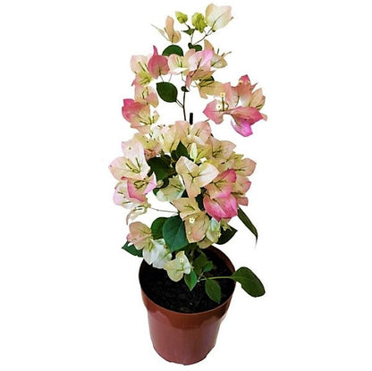 Bougainvillea Cocoice, Coconut Ice - www.FOP.ae Buy online Best and Healthy Plants and quality products guarantee in Dubai Plants Shop in Dubai Abu Dhabi all over UAE Plants near me Fresh Plants in Dubai where to buy plants in UAE - FOP.ae