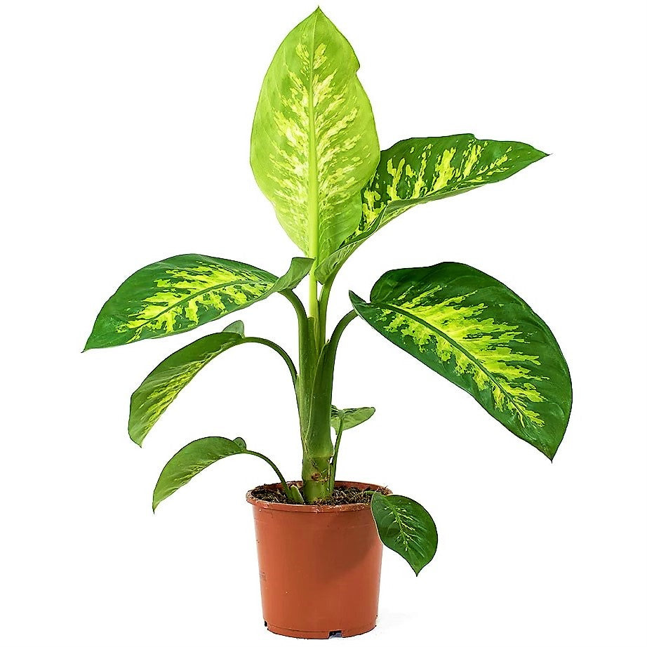 Dieffenbachia Seguine, Tropic Snow - www.FOP.ae Buy online Best and Healthy Plants and quality products guarantee in Dubai Plants Shop in Dubai Abu Dhabi all over UAE Plants near me Fresh Plants in Dubai where to buy plants in UAE - FOP.ae