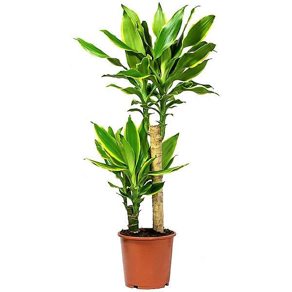 Dracaena Fragrans, Golden Coast - www.FOP.ae Buy online Best and Healthy Plants and quality products guarantee in Dubai Plants Shop in Dubai Abu Dhabi all over UAE Plants near me Fresh Plants in Dubai where to buy plants in UAE - FOP.ae