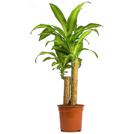 Dracaena Fragrans, Massangeana - www.FOP.ae Buy online Best and Healthy Plants and quality products guarantee in Dubai Plants Shop in Dubai Abu Dhabi all over UAE Plants near me Fresh Plants in Dubai where to buy plants in UAE - FOP.ae