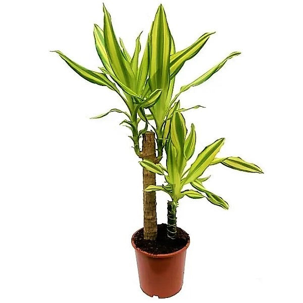 Dracaena Fragrans, Yellow Coast - www.FOP.ae Buy online Best and Healthy Plants and quality products guarantee in Dubai Plants Shop in Dubai Abu Dhabi all over UAE Plants near me Fresh Plants in Dubai where to buy plants in UAE - FOP.ae