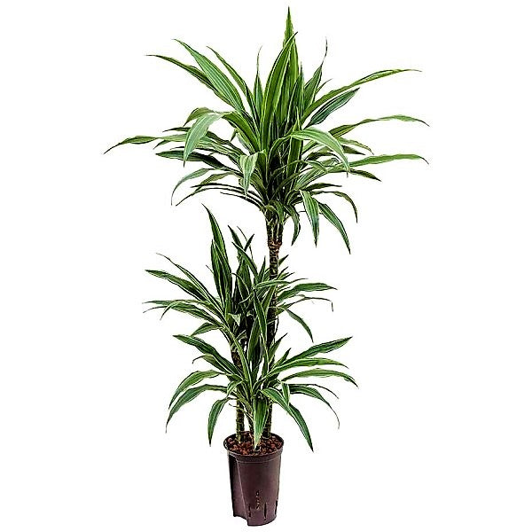 Dracaena deremensis Warneckei - www.FOP.ae Buy online Best and Healthy Plants and quality products guarantee in Dubai Plants Shop in Dubai Abu Dhabi all over UAE Plants near me Fresh Plants in Dubai where to buy plants in UAE - FOP.ae