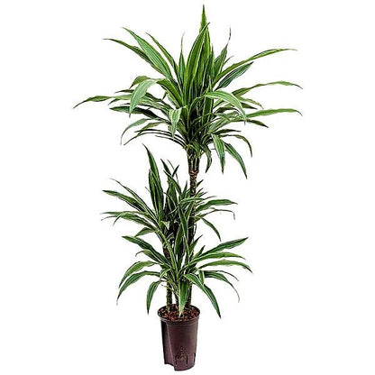 Dracaena deremensis Warneckei - www.FOP.ae Buy online Best and Healthy Plants and quality products guarantee in Dubai Plants Shop in Dubai Abu Dhabi all over UAE Plants near me Fresh Plants in Dubai where to buy plants in UAE - FOP.ae
