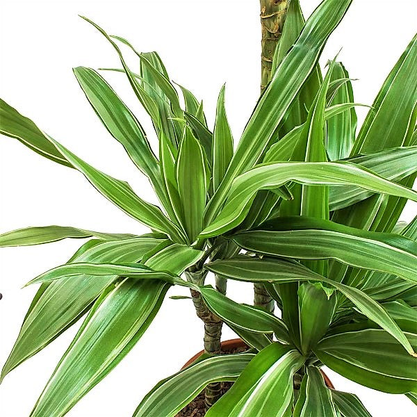 Dracaena deremensis Warneckei - www.FOP.ae Buy online Best and Healthy Plants and quality products guarantee in Dubai Plants Shop in Dubai Abu Dhabi all over UAE Plants near me Fresh Plants in Dubai where to buy plants in UAE - FOP.ae