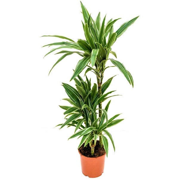 Dracaena deremensis Warneckei - www.FOP.ae Buy online Best and Healthy Plants and quality products guarantee in Dubai Plants Shop in Dubai Abu Dhabi all over UAE Plants near me Fresh Plants in Dubai where to buy plants in UAE - FOP.ae