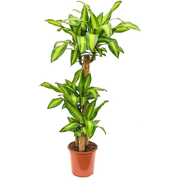 Dracaena Fragrans, Massangeana - www.FOP.ae Buy online Best and Healthy Plants and quality products guarantee in Dubai Plants Shop in Dubai Abu Dhabi all over UAE Plants near me Fresh Plants in Dubai where to buy plants in UAE - FOP.ae