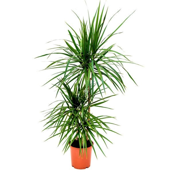 Dracaena Marginata - www.FOP.ae Buy online Best and Healthy Plants and quality products guarantee in Dubai Plants Shop in Dubai Abu Dhabi all over UAE Plants near me Fresh Plants in Dubai where to buy plants in UAE - FOP.ae
