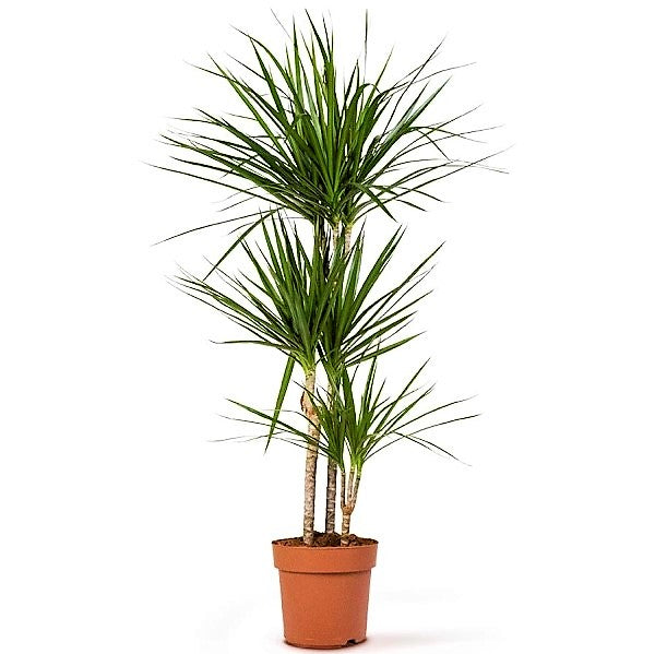 Dracaena Marginata - www.FOP.ae Buy online Best and Healthy Plants and quality products guarantee in Dubai Plants Shop in Dubai Abu Dhabi all over UAE Plants near me Fresh Plants in Dubai where to buy plants in UAE - FOP.ae