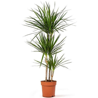 Dracaena Marginata - www.FOP.ae Buy online Best and Healthy Plants and quality products guarantee in Dubai Plants Shop in Dubai Abu Dhabi all over UAE Plants near me Fresh Plants in Dubai where to buy plants in UAE - FOP.ae