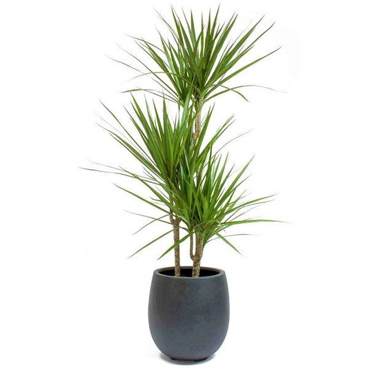 Dracaena Marginata - www.FOP.ae Buy online Best and Healthy Plants and quality products guarantee in Dubai Plants Shop in Dubai Abu Dhabi all over UAE Plants near me Fresh Plants in Dubai where to buy plants in UAE - FOP.ae