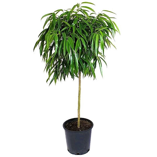Ficus alii Amstel Queen, Long Leaf Ficus - www.FOP.ae Buy online Best and Healthy Plants and quality products guarantee in Dubai Plants Shop in Dubai Abu Dhabi all over UAE Plants near me Fresh Plants in Dubai where to buy plants in UAE - FOP.ae