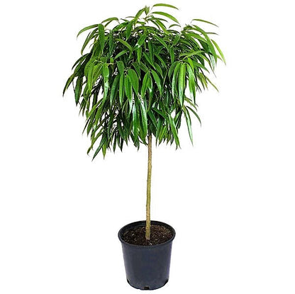 Ficus alii Amstel Queen, Long Leaf Ficus - www.FOP.ae Buy online Best and Healthy Plants and quality products guarantee in Dubai Plants Shop in Dubai Abu Dhabi all over UAE Plants near me Fresh Plants in Dubai where to buy plants in UAE - FOP.ae