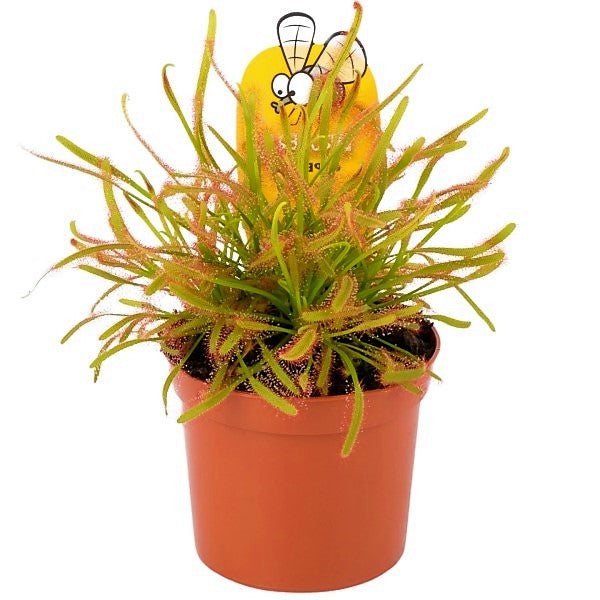 Drosera capensis or Cape Sundew - www.FOP.ae Buy online Best and Healthy Plants and quality products guarantee in Dubai Plants Shop in Dubai Abu Dhabi all over UAE Plants near me Fresh Plants in Dubai where to buy plants in UAE - FOP.ae