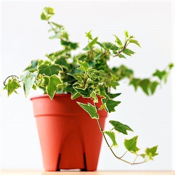 Hedera variegata, Variegated English Ivy - www.FOP.ae Buy online Best and Healthy Plants and quality products guarantee in Dubai Plants Shop in Dubai Abu Dhabi all over UAE Plants near me Fresh Plants in Dubai where to buy plants in UAE - FOP.ae