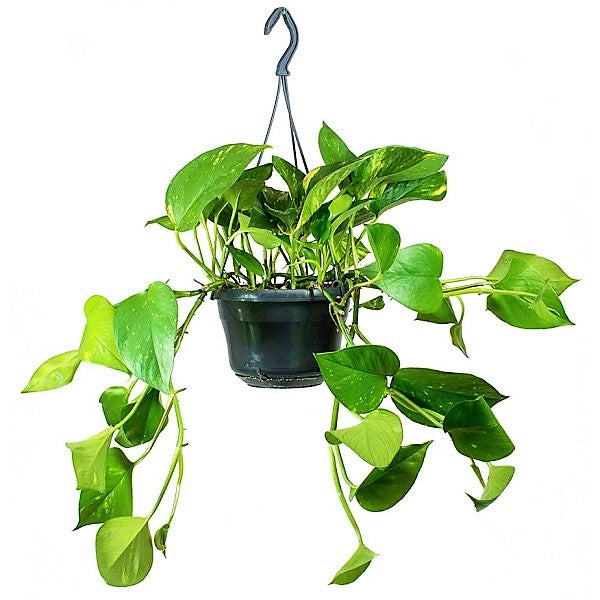 Money Plant, Epipremnum Aureum, Hanging - www.FOP.ae Buy online Best and Healthy Plants and quality products guarantee in Dubai Plants Shop in Dubai Abu Dhabi all over UAE Plants near me Fresh Plants in Dubai where to buy plants in UAE - FOP.ae