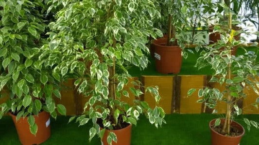 Ficus benjamina variegata, Variegated Weeping Fig - www.FOP.ae Buy online Best and Healthy Plants and quality products guarantee in Dubai Plants Shop in Dubai Abu Dhabi all over UAE Plants near me Fresh Plants in Dubai where to buy plants in UAE - FOP.ae