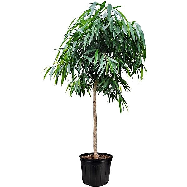 Ficus alii Amstel Queen, Long Leaf Ficus - www.FOP.ae Buy online Best and Healthy Plants and quality products guarantee in Dubai Plants Shop in Dubai Abu Dhabi all over UAE Plants near me Fresh Plants in Dubai where to buy plants in UAE - FOP.ae