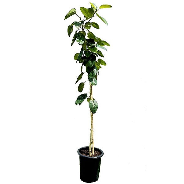 Ficus Benghalensis, Banyan Fig - www.FOP.ae Buy online Best and Healthy Plants and quality products guarantee in Dubai Plants Shop in Dubai Abu Dhabi all over UAE Plants near me Fresh Plants in Dubai where to buy plants in UAE - FOP.ae