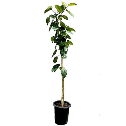 Ficus Benghalensis, Banyan Fig - www.FOP.ae Buy online Best and Healthy Plants and quality products guarantee in Dubai Plants Shop in Dubai Abu Dhabi all over UAE Plants near me Fresh Plants in Dubai where to buy plants in UAE - FOP.ae