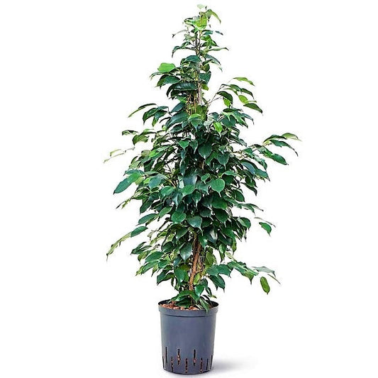Ficus Benjamin Danielle, Weeping Fig - www.FOP.ae Buy online Best and Healthy Plants and quality products guarantee in Dubai Plants Shop in Dubai Abu Dhabi all over UAE Plants near me Fresh Plants in Dubai where to buy plants in UAE - FOP.ae