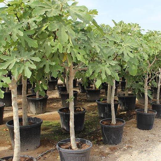 Fig Tree, Ficus Carica - www.FOP.ae Buy online Best and Healthy Plants and quality products guarantee in Dubai Plants Shop in Dubai Abu Dhabi all over UAE Plants near me Fresh Plants in Dubai where to buy plants in UAE - FOP.ae