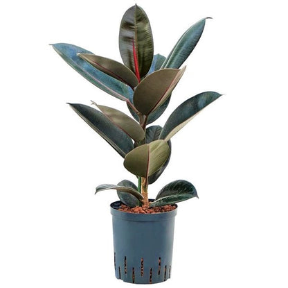 Ficus elastic Abidjan, Rubber Plant - www.FOP.ae Buy online Best and Healthy Plants and quality products guarantee in Dubai Plants Shop in Dubai Abu Dhabi all over UAE Plants near me Fresh Plants in Dubai where to buy plants in UAE - FOP.ae