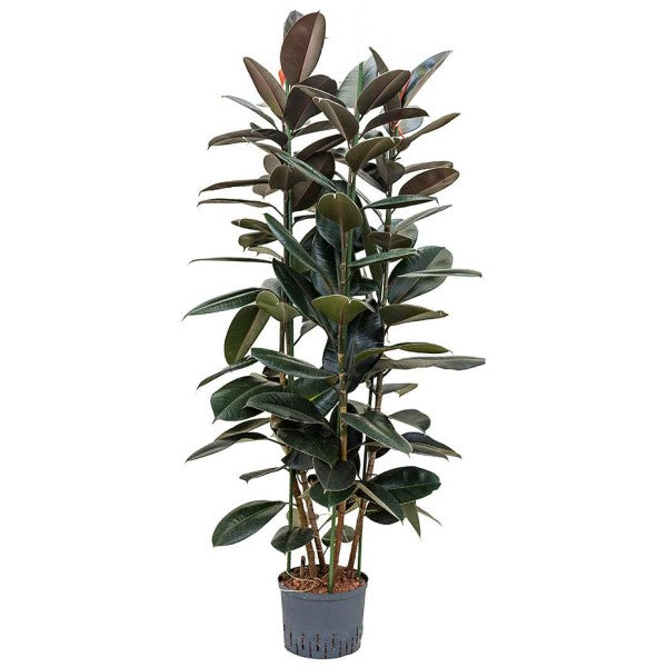 Ficus elastic Abidjan, Rubber Plant - www.FOP.ae Buy online Best and Healthy Plants and quality products guarantee in Dubai Plants Shop in Dubai Abu Dhabi all over UAE Plants near me Fresh Plants in Dubai where to buy plants in UAE - FOP.ae