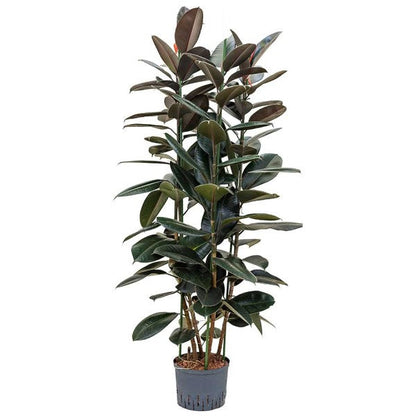 Ficus elastic Abidjan, Rubber Plant - www.FOP.ae Buy online Best and Healthy Plants and quality products guarantee in Dubai Plants Shop in Dubai Abu Dhabi all over UAE Plants near me Fresh Plants in Dubai where to buy plants in UAE - FOP.ae