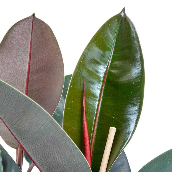 Ficus elastic Abidjan, Rubber Plant - www.FOP.ae Buy online Best and Healthy Plants and quality products guarantee in Dubai Plants Shop in Dubai Abu Dhabi all over UAE Plants near me Fresh Plants in Dubai where to buy plants in UAE - FOP.ae