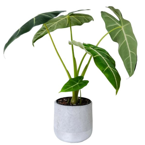 Alocasia Frydek, Green Velvet Alocasia - www.FOP.ae Buy online Best and Healthy Plants and quality products guarantee in Dubai Plants Shop in Dubai Abu Dhabi all over UAE Plants near me Fresh Plants in Dubai where to buy plants in UAE - FOP.ae