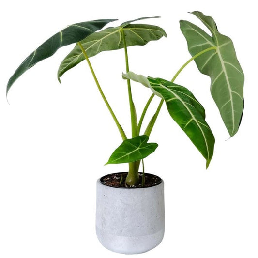 Alocasia Frydek, Green Velvet Alocasia - www.FOP.ae Buy online Best and Healthy Plants and quality products guarantee in Dubai Plants Shop in Dubai Abu Dhabi all over UAE Plants near me Fresh Plants in Dubai where to buy plants in UAE - FOP.ae