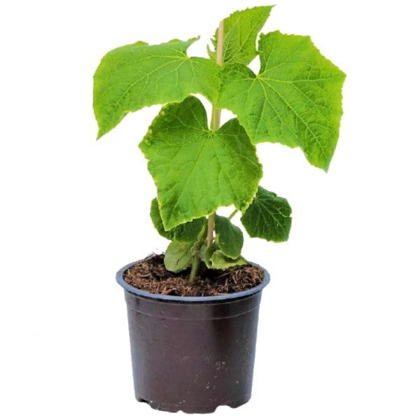Cucumber Plant - www.FOP.ae Buy online Best and Healthy Plants and quality products guarantee in Dubai Plants Shop in Dubai Abu Dhabi all over UAE Plants near me Fresh Plants in Dubai where to buy plants in UAE - FOP.ae