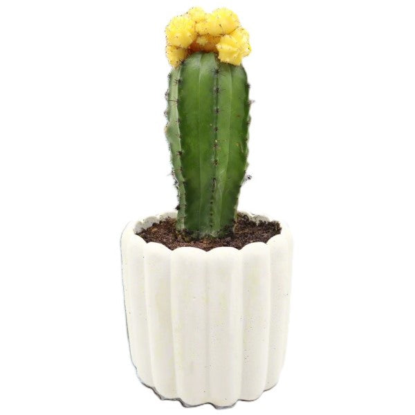 Gymnocalycium small 10-15cm