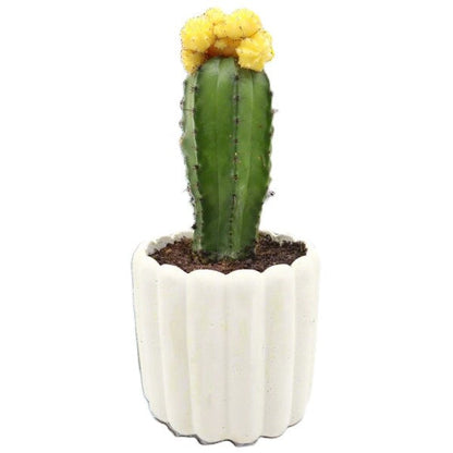 Gymnocalycium small 10-15cm