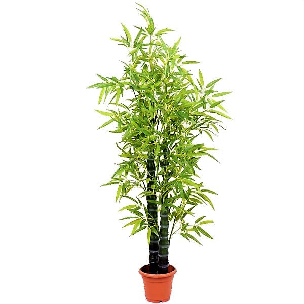Bambusa Ventricosa, Buddha’s Belly Bamboo - www.FOP.ae Buy online Best and Healthy Plants and quality products guarantee in Dubai Plants Shop in Dubai Abu Dhabi all over UAE Plants near me Fresh Plants in Dubai where to buy plants in UAE - FOP.ae