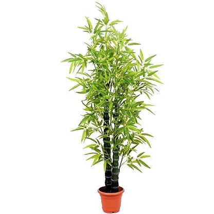 Bambusa Ventricosa, Buddha’s Belly Bamboo - www.FOP.ae Buy online Best and Healthy Plants and quality products guarantee in Dubai Plants Shop in Dubai Abu Dhabi all over UAE Plants near me Fresh Plants in Dubai where to buy plants in UAE - FOP.ae