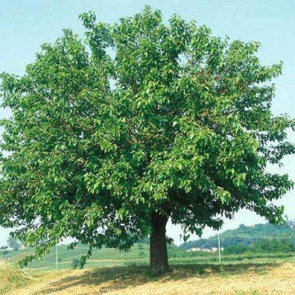 Mulberry Tree, Morus Alba - www.FOP.ae Buy online Best and Healthy Plants and quality products guarantee in Dubai Plants Shop in Dubai Abu Dhabi all over UAE Plants near me Fresh Plants in Dubai where to buy plants in UAE - FOP.ae