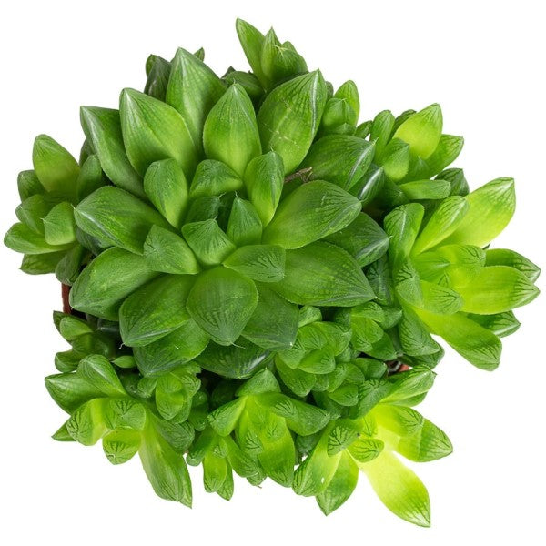 Haworthia Cooperi, Window Haworthia - www.FOP.ae Buy online Best and Healthy Plants and quality products guarantee in Dubai Plants Shop in Dubai Abu Dhabi all over UAE Plants near me Fresh Plants in Dubai where to buy plants in UAE - FOP.ae